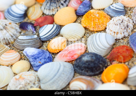 La biodiversità, dettaglio, Gran Bretagna, costa, macro, massa, mare, mare animale, quantità, la folla, le cozze, le vongole, molluschi, motivo stru Foto Stock