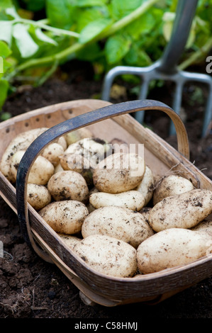 Patate 'Sharpes Express' in un trug in legno Foto Stock