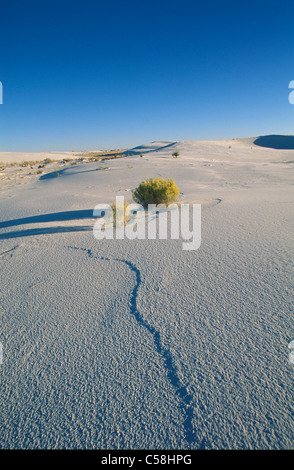 Dune, sabbia bianca, monumento nazionale, Nuovo Messico, Stati Uniti, Stati Uniti, America, deserto, sabbia Foto Stock