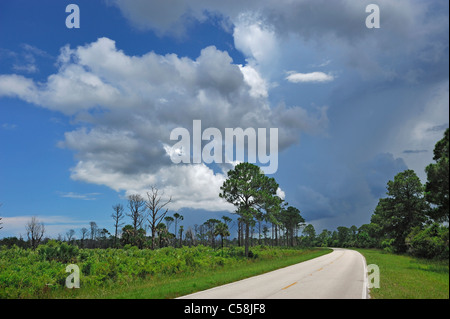 Nuvole di tempesta, per edificare, Merritt Island National Wildlife Refuge, Florida, Stati Uniti d'America, Stati Uniti, America, su strada Foto Stock