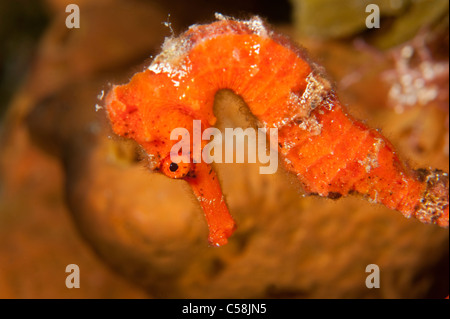 Un Cavalluccio Marino Longsnout su una scogliera in Little Cayman. Foto Stock