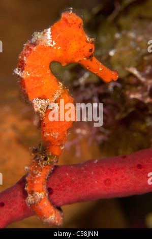 Un Cavalluccio Marino Longsnout su una scogliera in Little Cayman. Foto Stock