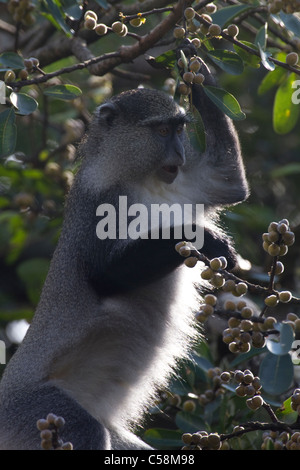 Sykes (blu) scimmia in fig tree Foto Stock