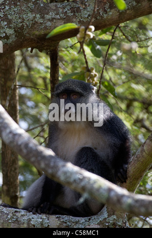 Sykes (blu) scimmia in fig tree Foto Stock