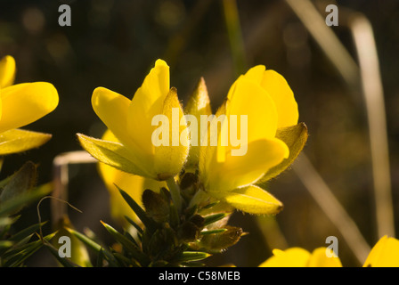 Impianto, ginestre,fiori, giallo Foto Stock