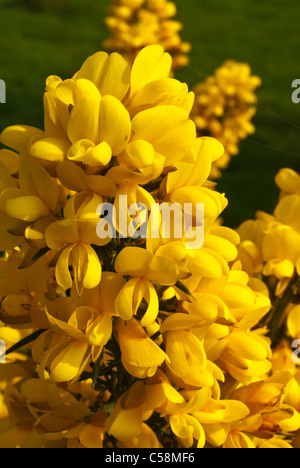 Impianto, ginestre,fiori, giallo Foto Stock