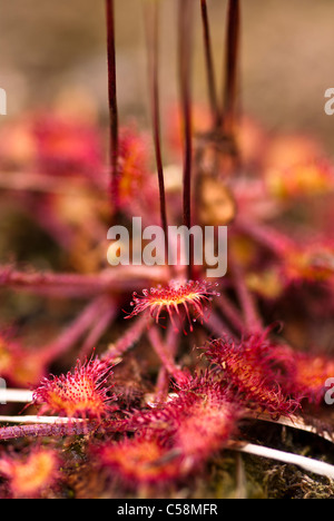 Impianto, Round-lasciava Sundew, Drosera rotundifolia, foglie e rosso peli ghiandolari Foto Stock