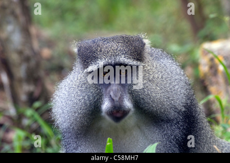 Sykes (blu) monkey Foto Stock