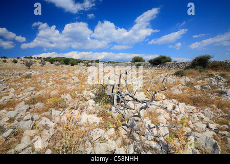 Paesaggio naturale di isola di Pag in Croazia Foto Stock