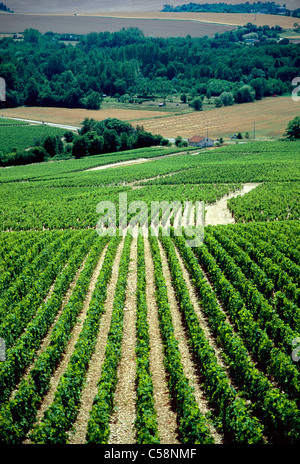 "Grand Cru" vigneti di Chablis, Regione di Bordeaux, Francia Foto Stock