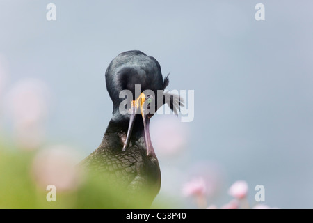 Shag; Phalacrocorax aristotelis; Mull; Scozia; preening Foto Stock