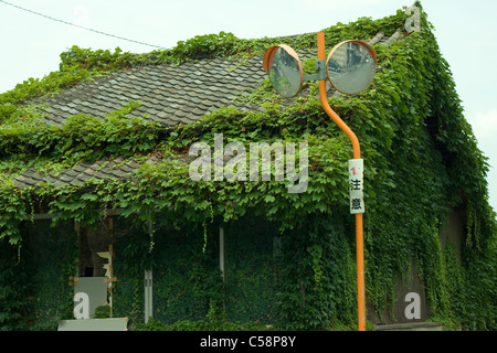 Casa abbandonata coperta di foglie e alberi sovracresciuti Foto Stock