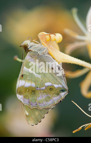 Argento lavato Fritillary Butterfly; Argynnis paphia; femmina sul caprifoglio Foto Stock