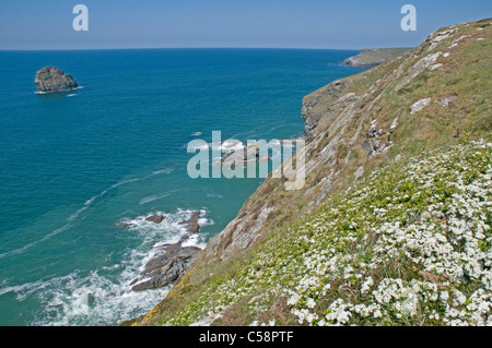 In Cornovaglia dalla costa atlantica, guardando verso nord in direzione di Dennis Punto e Gull Rock, vicino a Trebarwith Strand Foto Stock