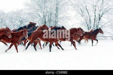 I cavalli in inverno al galoppo di un paddock Foto Stock