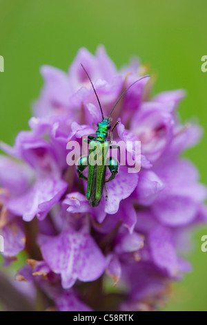 Zampe spesse Flower Beetle; Oedemera nobilis; Cornovaglia Foto Stock