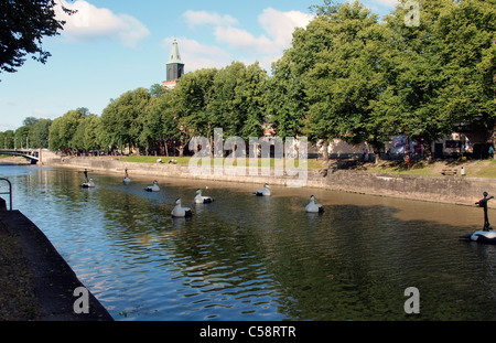 Eiders gigante sul fiume Aura Foto Stock