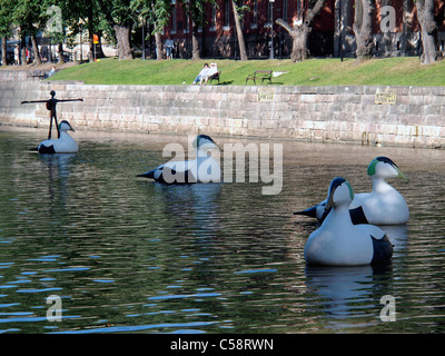 Eiders gigante sul fiume Aura Foto Stock