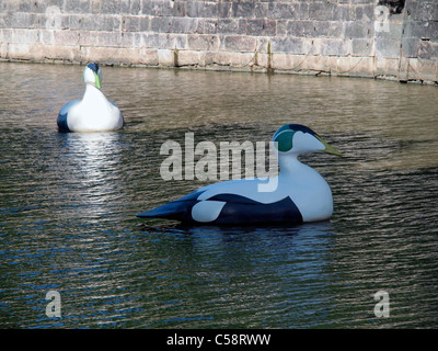 Eiders gigante sul fiume Aura Foto Stock