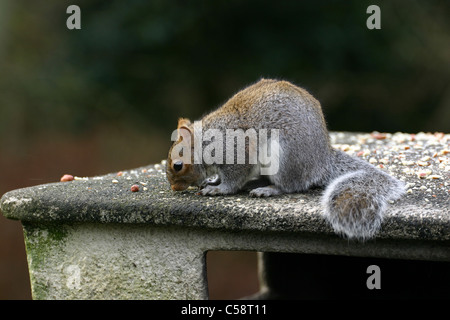 Scoiattolo grigio Foto Stock