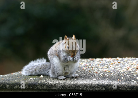 Scoiattolo grigio Foto Stock