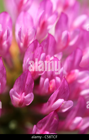 Macro di rosa Trifolium medium (trifoglio violetto) fiore, offuscata, adatto per gli sfondi Foto Stock
