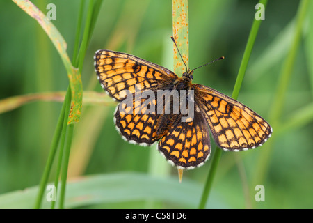 Mellicta athalia (Heath Fritillary) seduto sull'erba Foto Stock