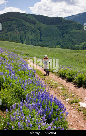 Mountain Biker a cavallo tra Lupino azzurro fiori selvaggi sulla spazzola Creek Road vicino a Crested Butte, Colorado, STATI UNITI D'AMERICA Foto Stock