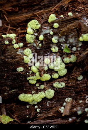 Coral Slime stampo forma Poroid, Ceratiomyxa fruticulosa var. porioides, Ceratiomyxaceae, Protosteliales, Amoebozoa. Foto Stock