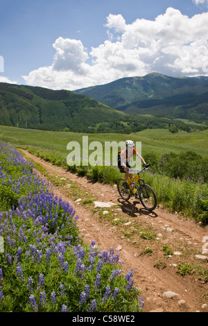 Mountain Biker a cavallo tra Lupino azzurro fiori selvaggi sulla spazzola Creek Road vicino a Crested Butte, Colorado, Stati Uniti d'America. Foto Stock