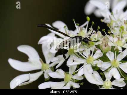 Predatori di vespe, Gasteruption jaculator, Gasteruptiidae, Evanioidea, Apocrita, Hymenoptera. Maschio. Foto Stock