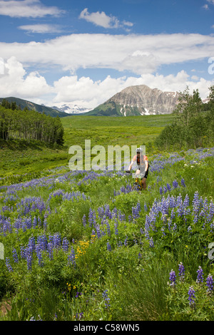 Mountain Biker a cavallo tra Lupino azzurro fiori selvaggi sul Deer Creek Trail vicino a Crested Butte, Colorado, Stati Uniti d'America. Foto Stock