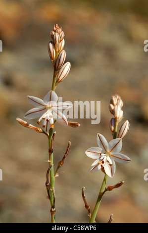 Onionweed o Rosa Asphodel (Asphodelus fistulosus) Foto Stock