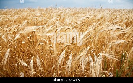 Immagine ravvicinata di grano levetta su un cielo blu sullo sfondo. Foto Stock