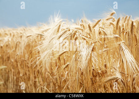 Immagine ravvicinata di grano levetta su un cielo blu sullo sfondo. Foto Stock