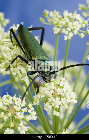 Beetle seduto sul fiore. Immagine ravvicinata. Foto Stock