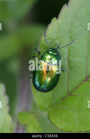 Foglia di menta Beetle, Chrysolina menthastri, Chrysomelidae, coleotteri. Regno Unito. Foto Stock