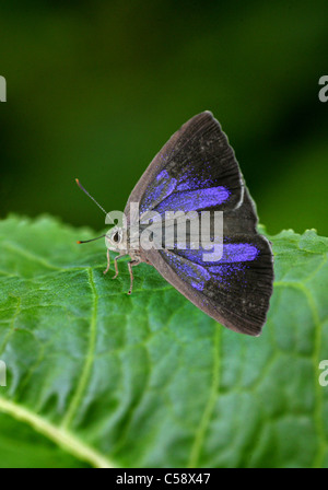 Viola Hairstreak Butterfly, Quercusia quercus, Lycaenidae. Femmina. Foto Stock