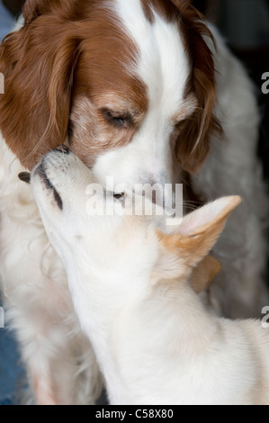 Un ottavo anno vecchio Irish il bianco e il rosso setter e a tre mesi di vecchio Shiba Inu razza mista cucciolo Foto Stock