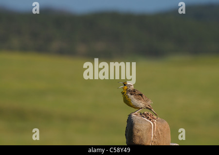 Un western meadowlark canta su un pesce persico nel Custer State Park, il Dakota del Sud Foto Stock