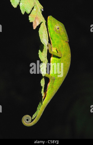 Glaw's Chameleon (Calumma glawi) in Ranomafana National Park Foto Stock