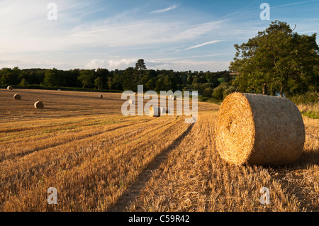 Serata di caldo sole su un campo di tondo di balle di paglia al tempo del raccolto vicino Ravensthorpe, Northamptonshire, Inghilterra Foto Stock