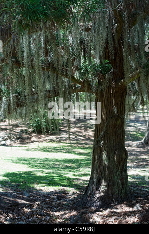 Fiume Atchafalaya paludi vicino a McGee's Landing, Louisiana Foto Stock