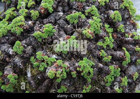 Basso arbusto succulente sul calcare a Los Urrieles, [Picos de Europa] montagne in Cantabria, Spagna del nord Foto Stock