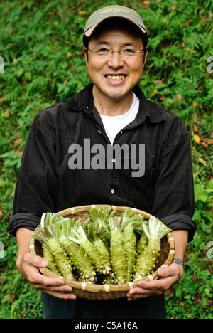 Marutou Wasabi CEO Tomoya Iida detiene un paniere di wasabi, Shimoda, Giappone, Ottobre 17, 2010. Foto Stock