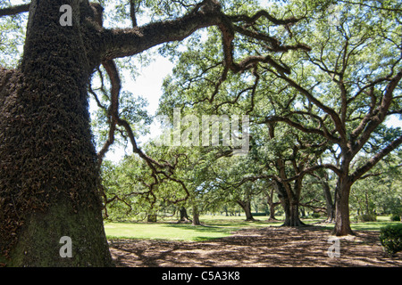 White Oaks a New Orleans plantation Foto Stock