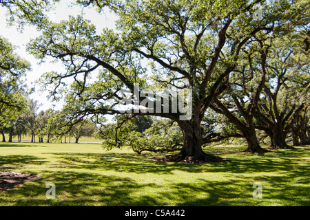 White Oaks a New Orleans plantation Foto Stock