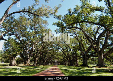 White Oaks a New Orleans plantation Foto Stock