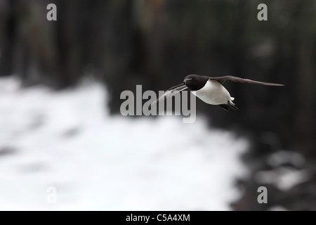 Razorbill (Alca torda) in volo. L'Europa, Islanda Foto Stock