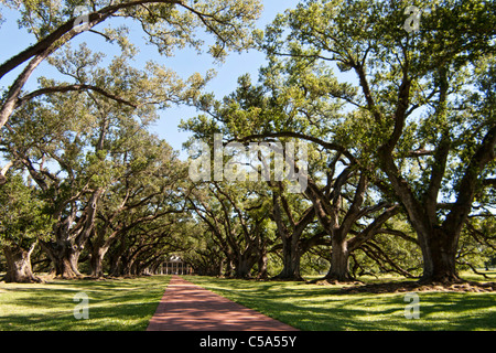 White Oaks a New Orleans plantation Foto Stock